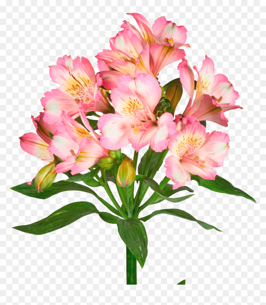 Peruvian Lily Png - Peruvian Lily, Transparent Png - dare png