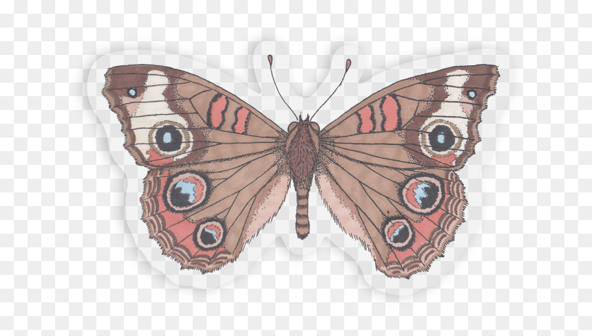 Buckeye Sticker Outline, HD Png Download - butterfly outline png