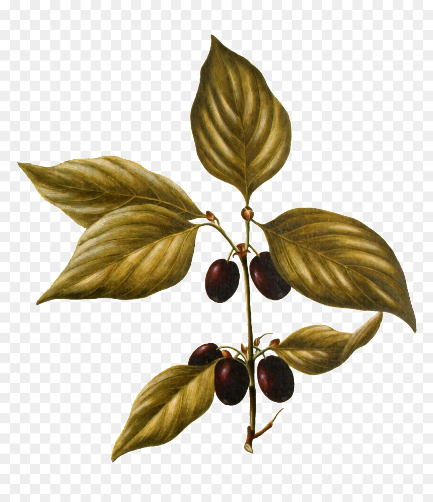 Hand Painted A Wild Fruit Plant Transparent Plant Vector - Tree, HD Png Download - plant vector png
