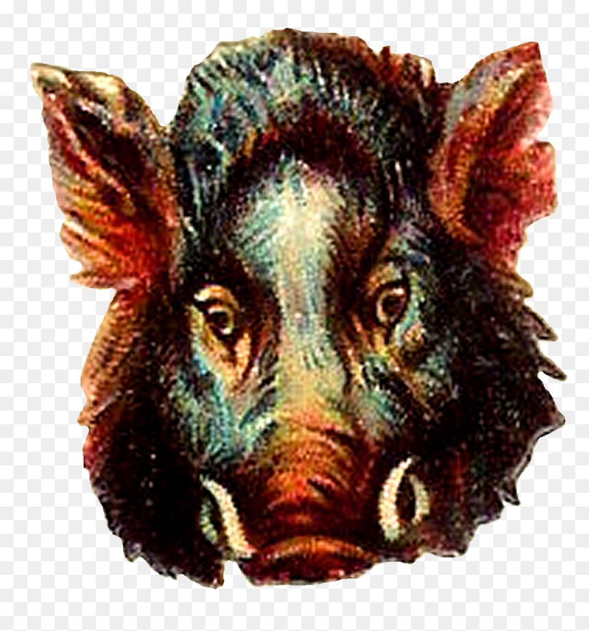 Pig Boar Animal Digital Image, HD Png Download - boar png