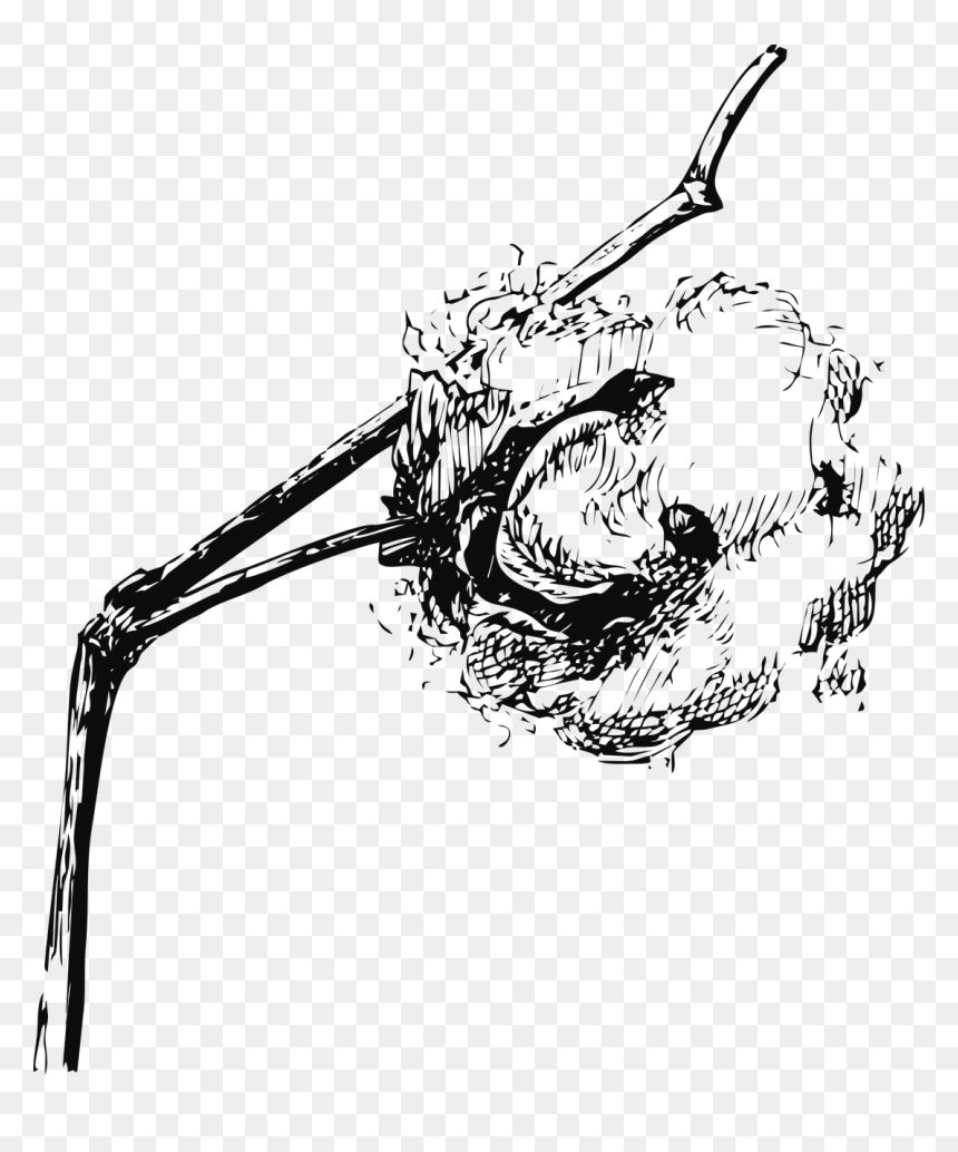 Cotton Drawing Png, Transparent Png - plant vector png