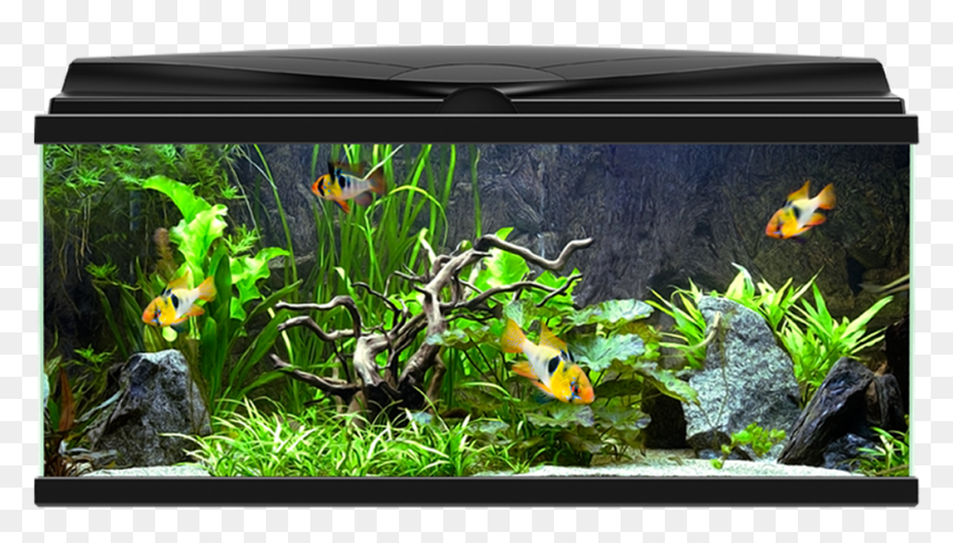 Aquarium Png - Ciano Aqua 80 Led, Transparent Png - aquarium png