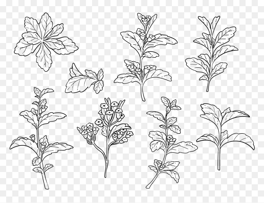 Free Hand Drawn Stevia Vector - Drawing, HD Png Download - plant vector png