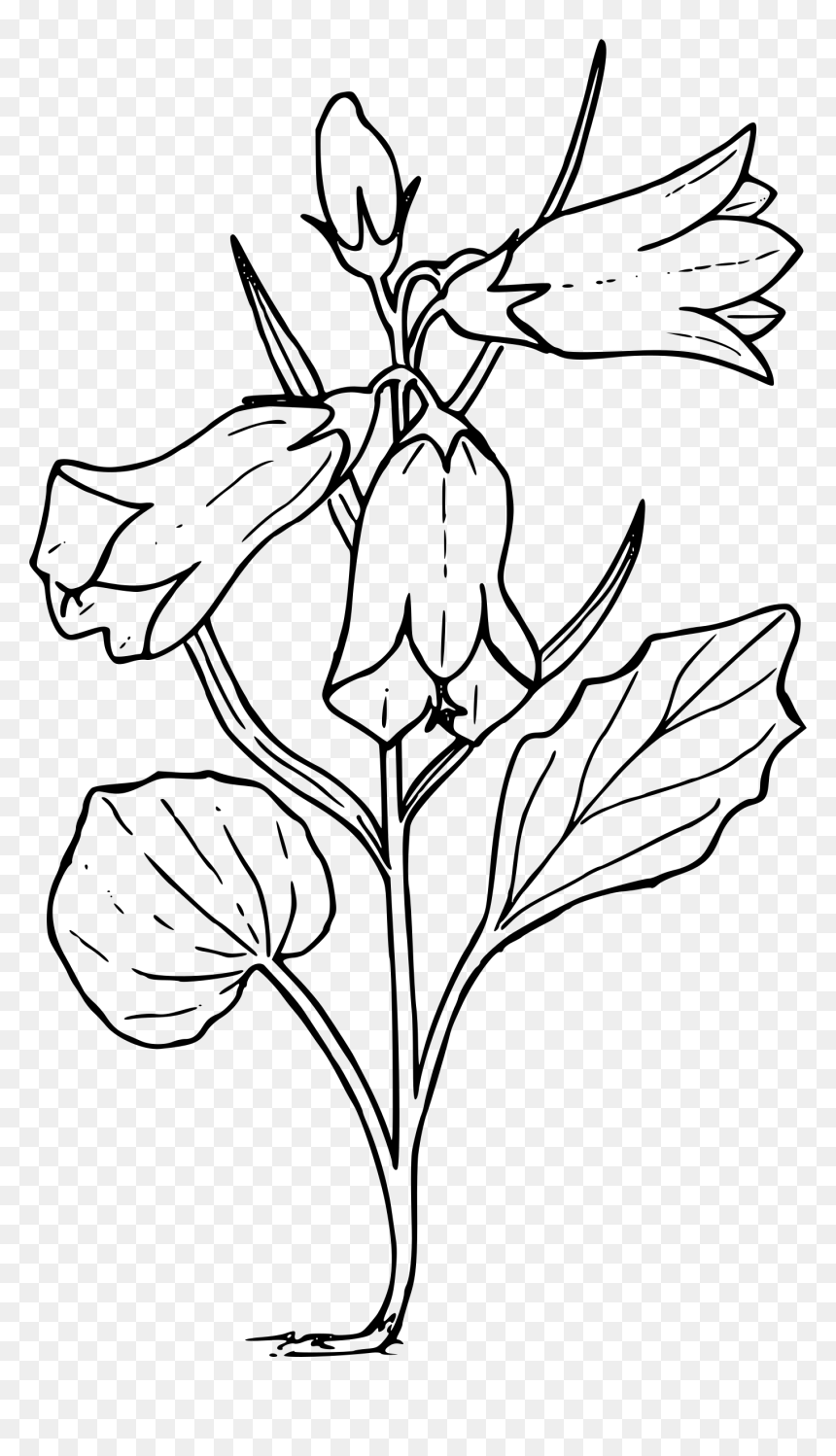 Scotch Bellflower Clip Arts - Bellflower Drawing, HD Png Download - scotch png
