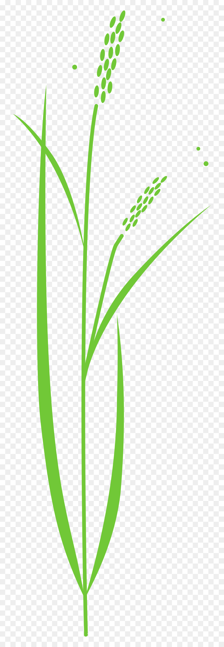 Collection Of Rice - Drawing Of Rice Plant, HD Png Download - plant vector png