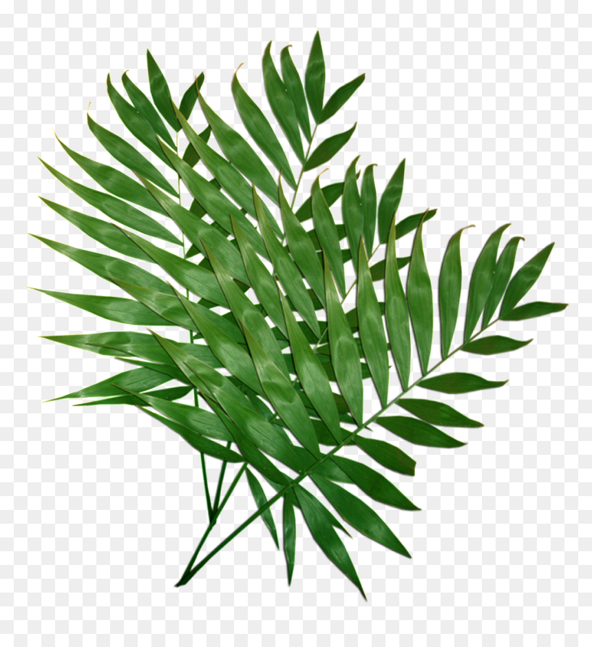 Leafy Leaves Transparent Plant Vector - Costela De Adão Png, Png Download - plant vector png
