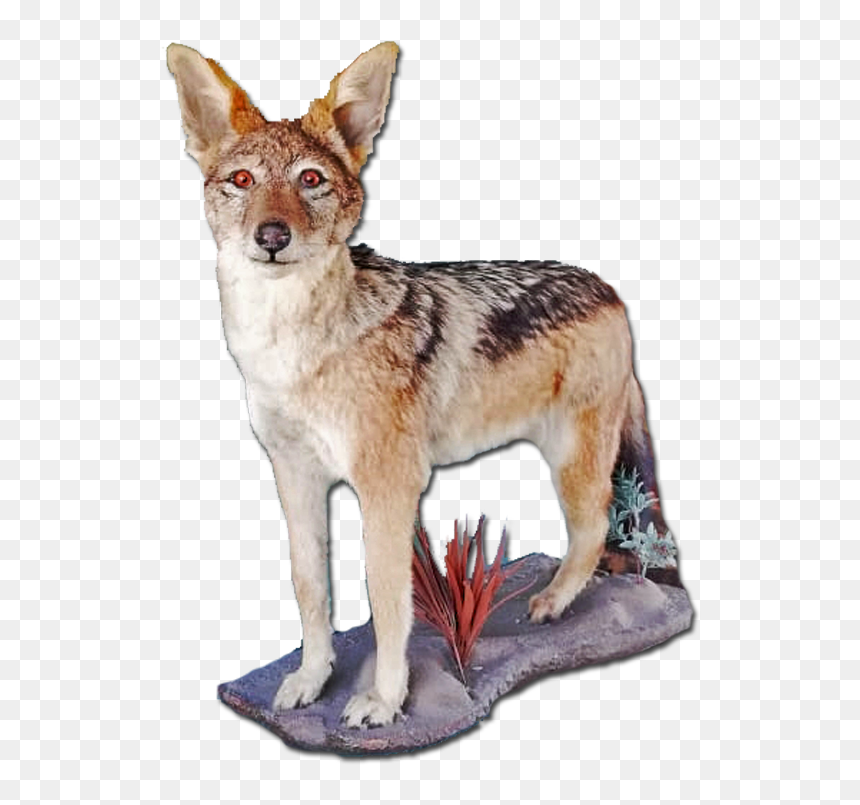 #panafricanart - Jackal, HD Png Download - jackal png