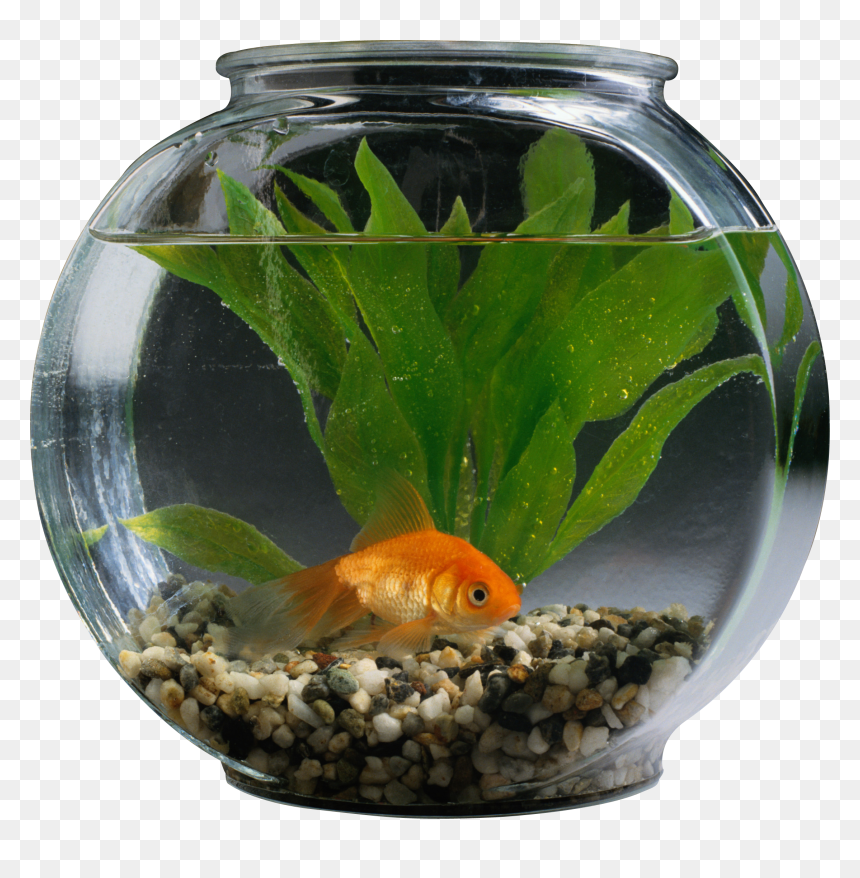 Aquarium Png - Pet Fish In Aquarium, Transparent Png - aquarium png