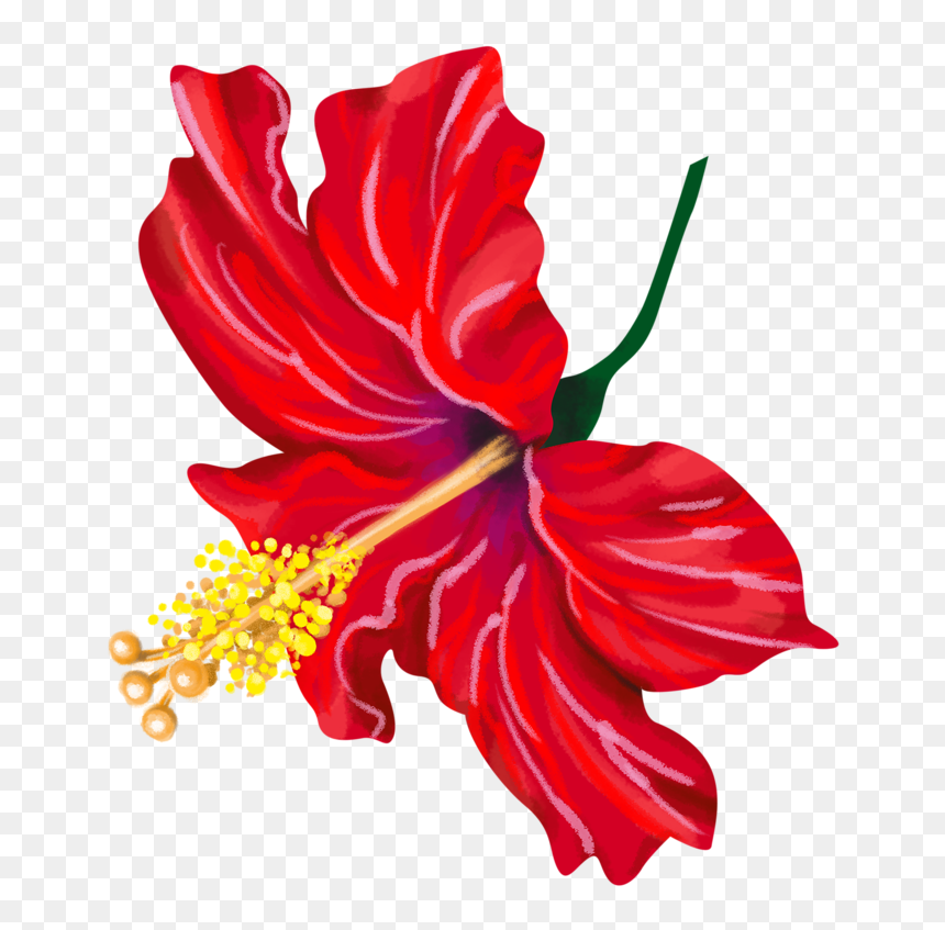 Chinese Hibiscus Clipart , Png Download - Chinese Hibiscus, Transparent Png - hibiscus clipart png