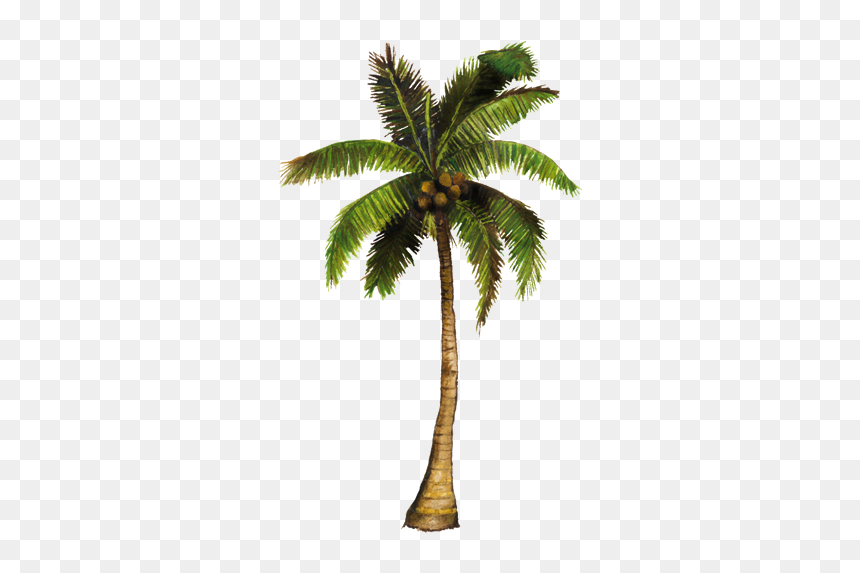 Thumb Image - Png De Cocos, Transparent Png - palmas png