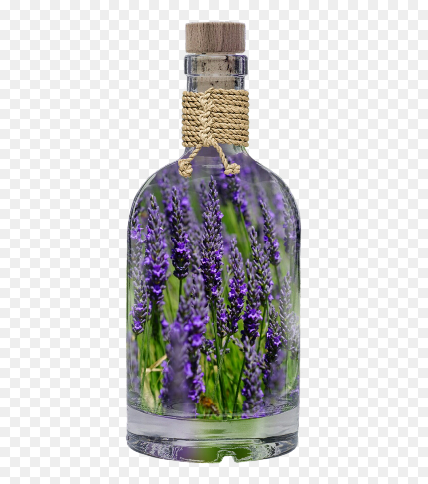 Lavender Plant Based Oils - Oil Glass Bottle Lavender, HD Png Download - lavender plant png