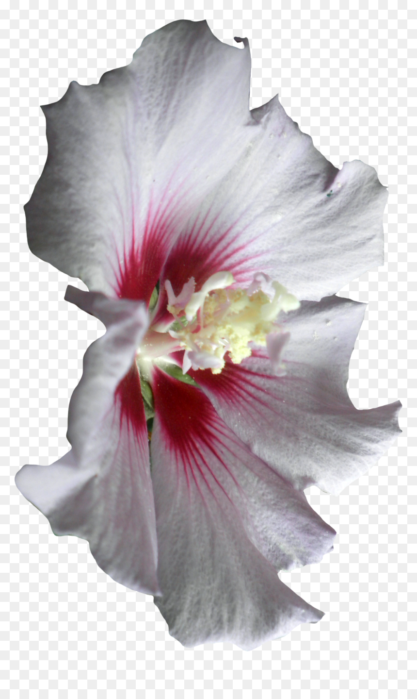 Transparent White Hibiscus Clipart - Hibiscus, HD Png Download - hibiscus clipart png