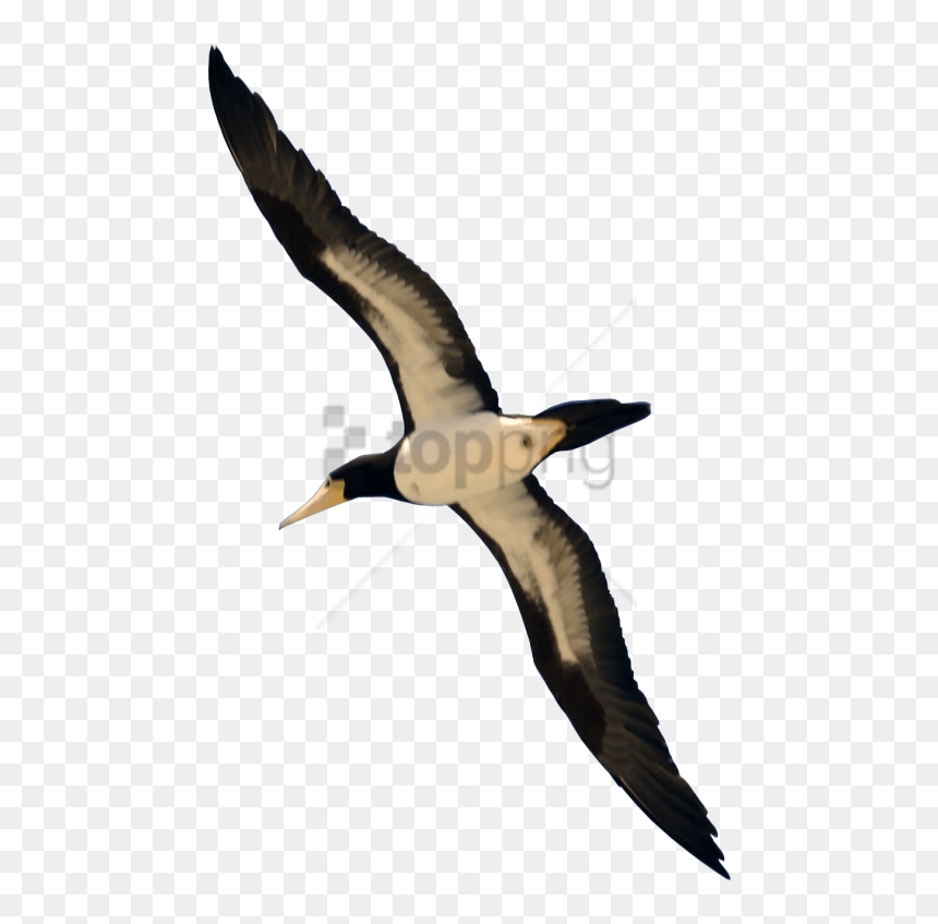Real Bird Flying Transparent, Transparent Png - Flying Real Bird Png, Png Download - real rainbow png