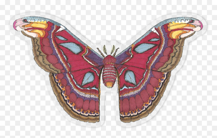 Atlas Sticker Outline, HD Png Download - butterfly outline png