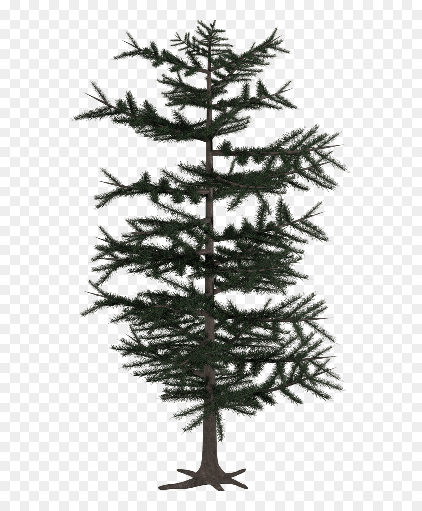 Tree Conifer Png - Conifer Png, Transparent Png - tree art png