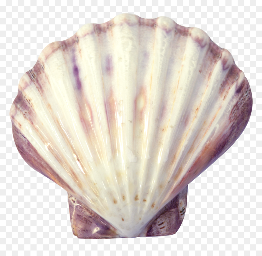 Lion"s Paw Decorative Shell Seashell - Shell Transparent, HD Png Download - lion paw png