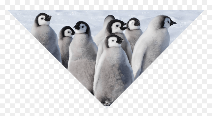 Transparent Emperor Penguin Png - Emperor Penguin, Png Download - emperor penguin png