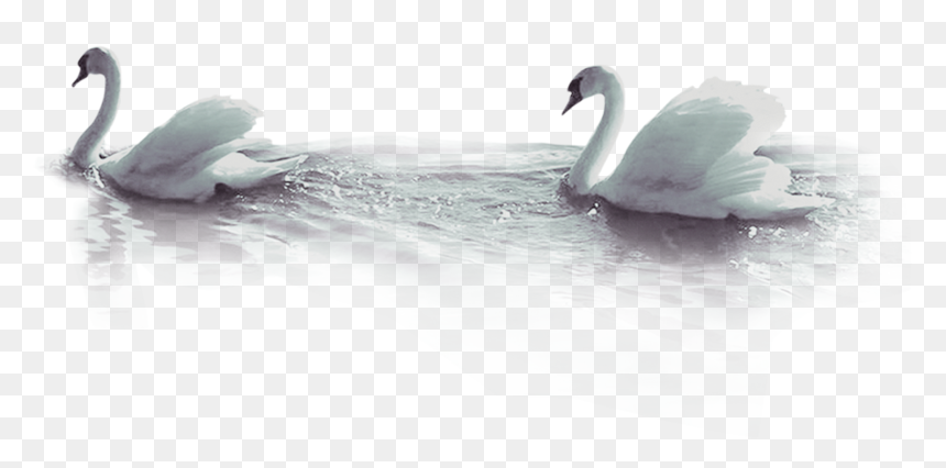 Duck Beak Wallpaper - Tundra Swan, HD Png Download - water reflection png