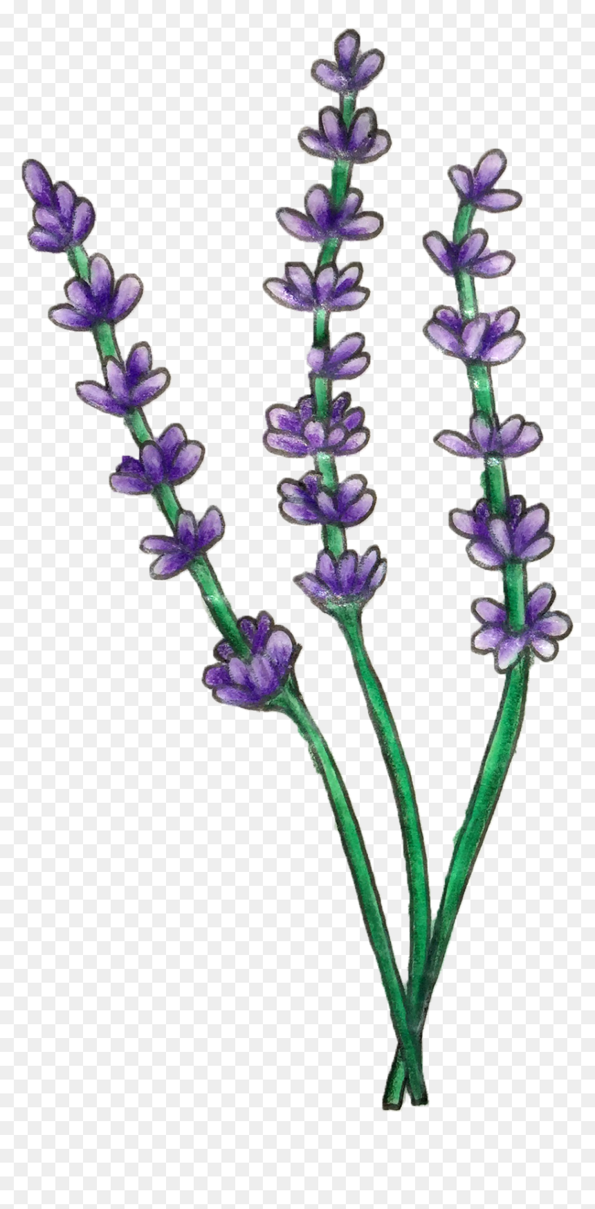 Lavender Plant Png, Transparent Png - lavender plant png