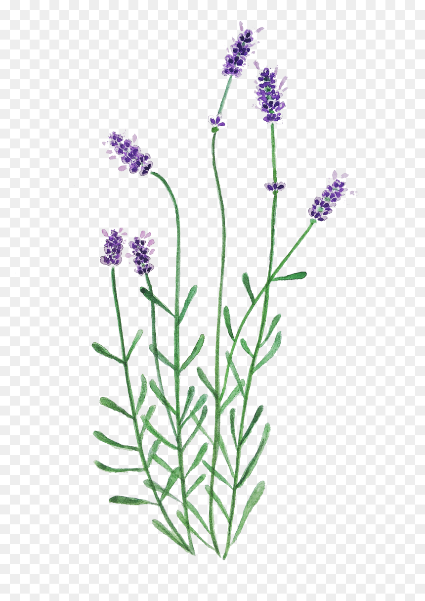 Neotinea Ustulata, HD Png Download - lavender plant png