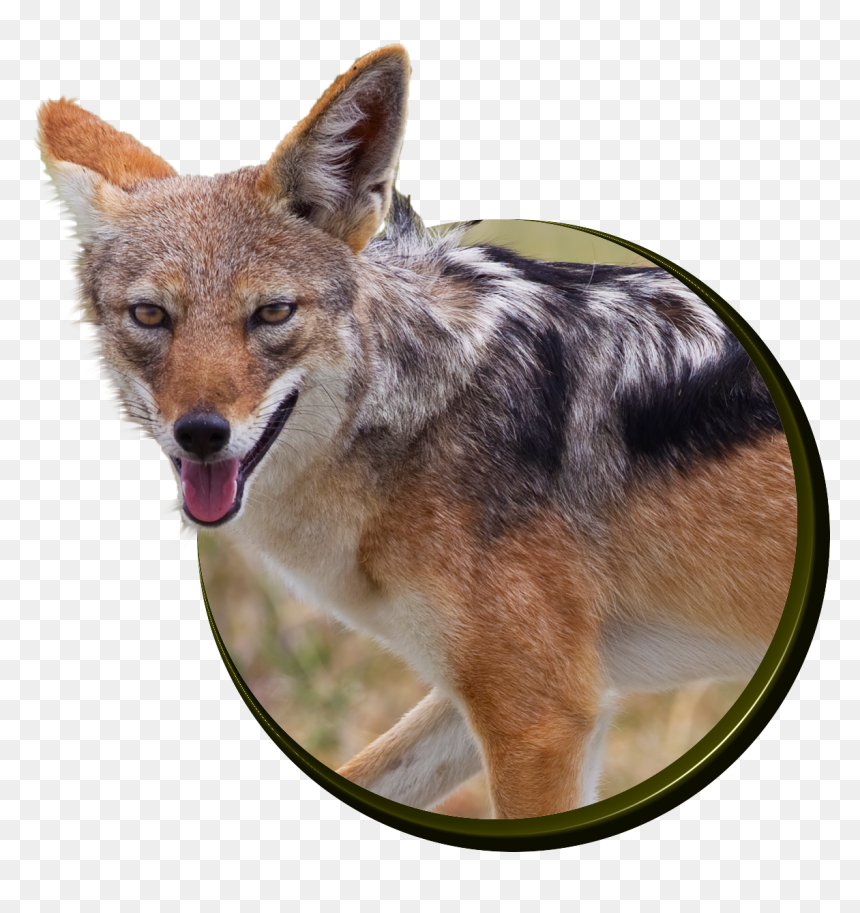 Fantastic Facts About Jackals - Portable Network Graphics, HD Png Download - jackal png