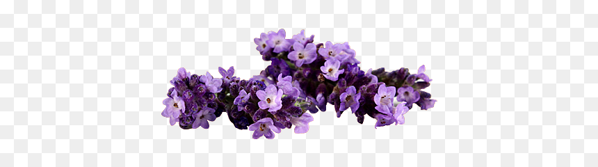 Artificial Flower, HD Png Download - lavender plant png