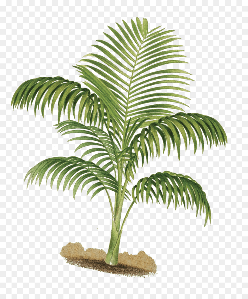 Attalea Speciosa, HD Png Download - feliz navidad y prospero año nuevo png