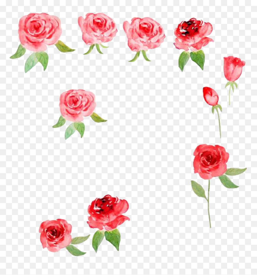 Garden Roses, HD Png Download - watercolor roses png