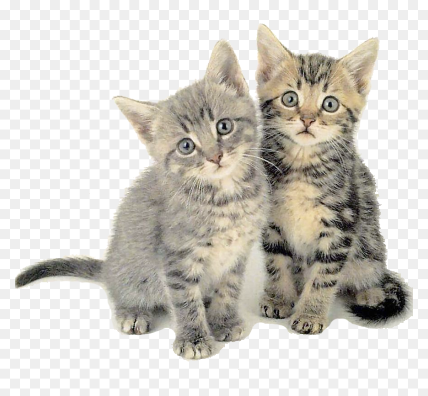 Cat, HD Png Download - gatos png