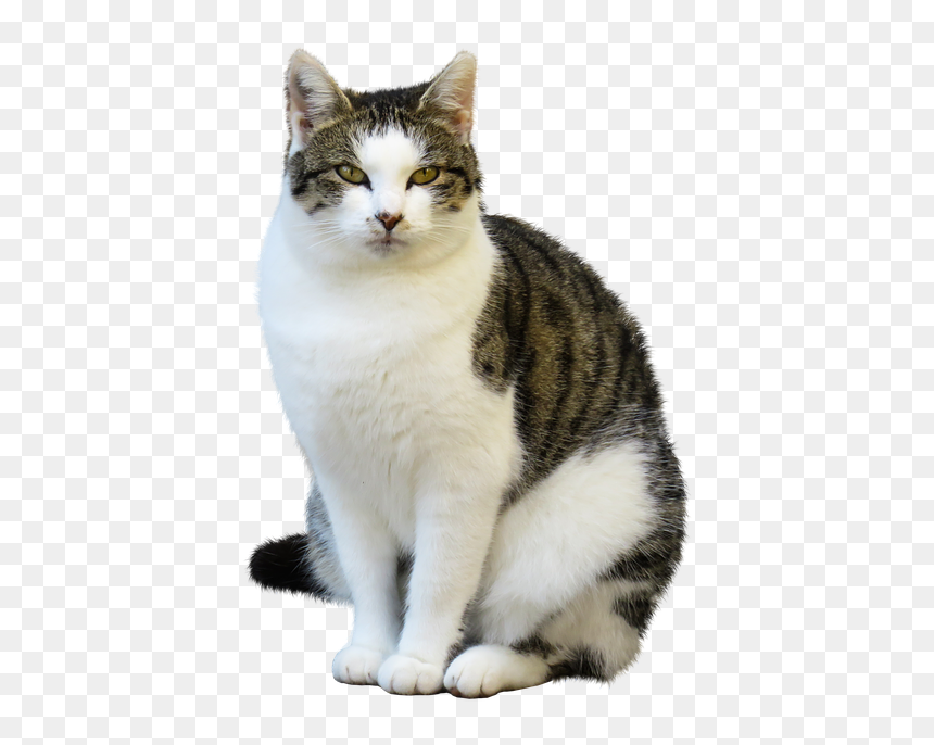 Imagenes De Animales Gato, HD Png Download - gatos png
