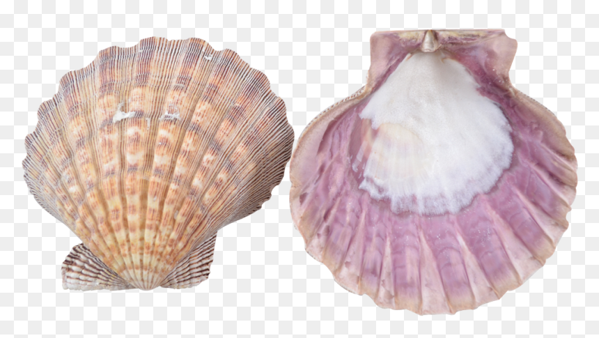 4 Lion"s Paw Seashells 4-5" - Scallop Shell, HD Png Download - lion paw png