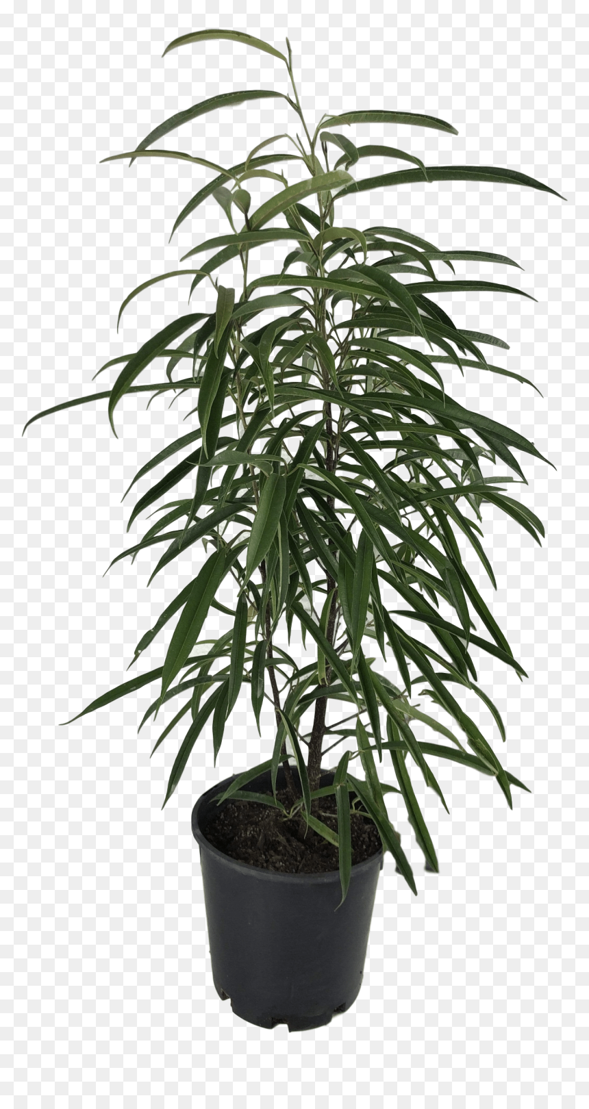 Images - Houseplant, HD Png Download - fig leaf png