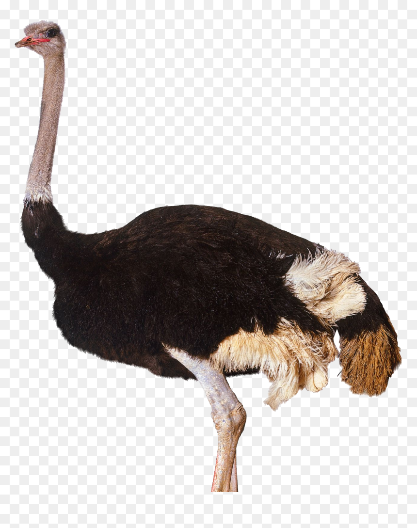 Ostrich Png Clipart - Ostrich Png, Transparent Png - feather clipart png