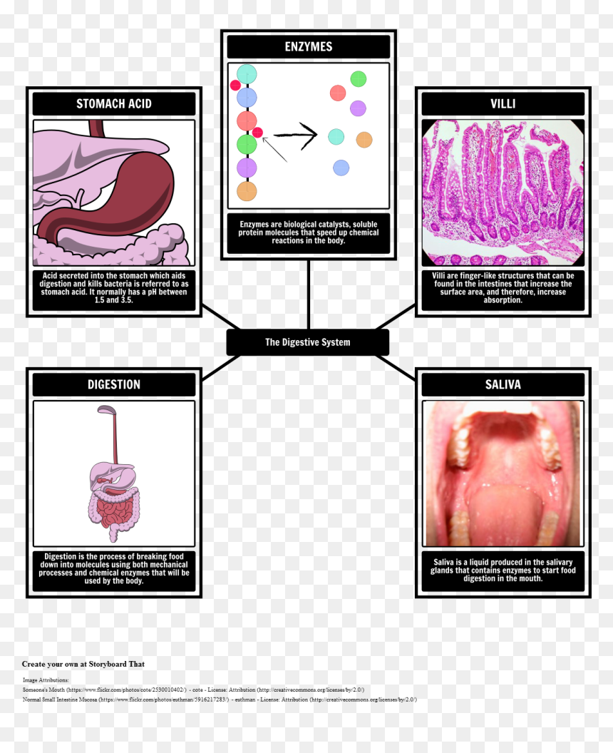 Digestive System Vocabulary"
 Style="max-width - Sindirim Sistemi Tanıtım Kartları, HD Png Download - saliva png