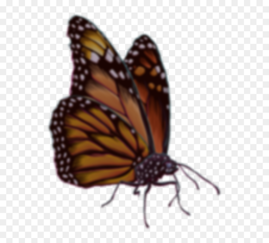 Join The Cali Roots Email List Monarch Butterfly- - Monarch Butterfly, HD Png Download - borboleta png