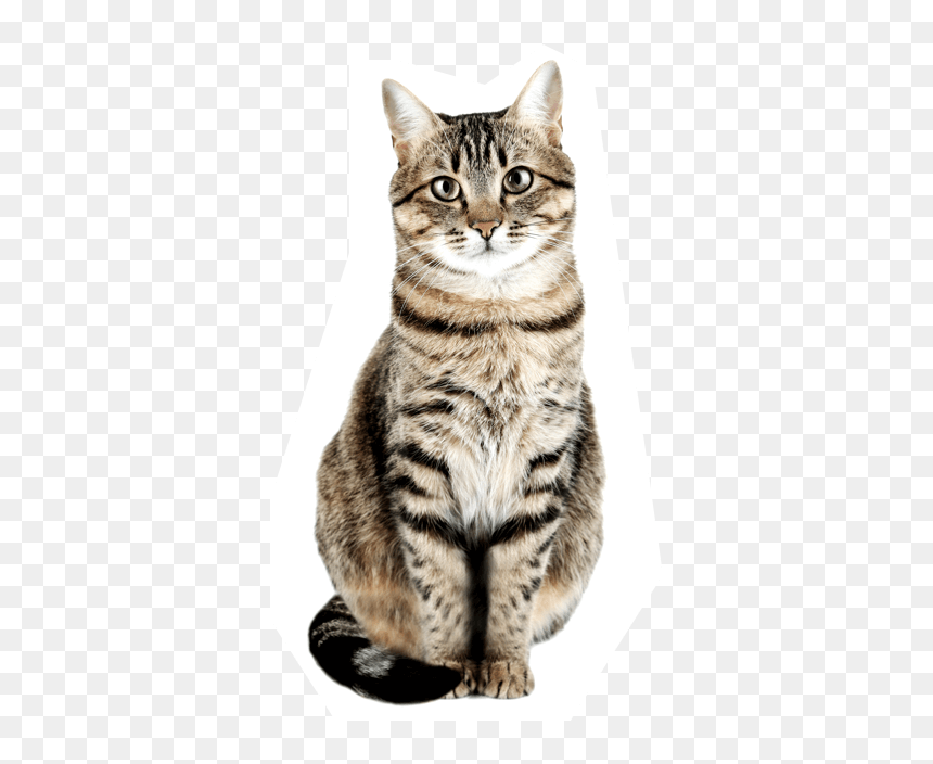 Stock Photo Of Cat, HD Png Download - gatos png