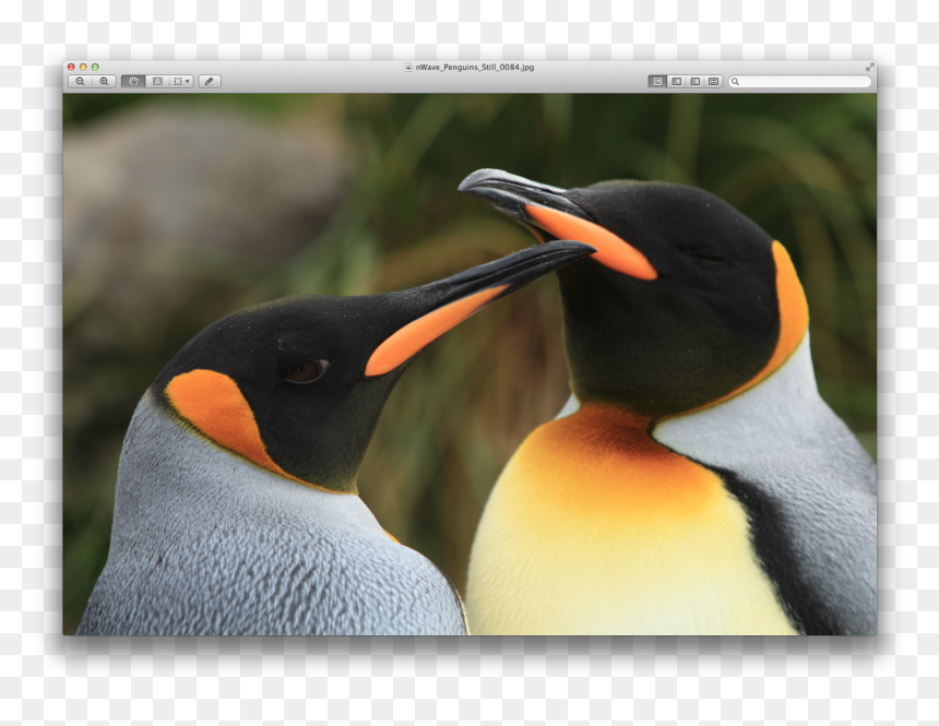 King Penguin, HD Png Download - emperor penguin png
