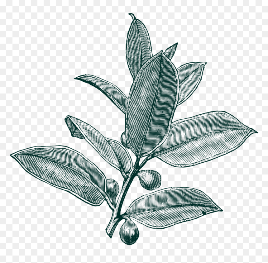 Illustration, HD Png Download - fig leaf png