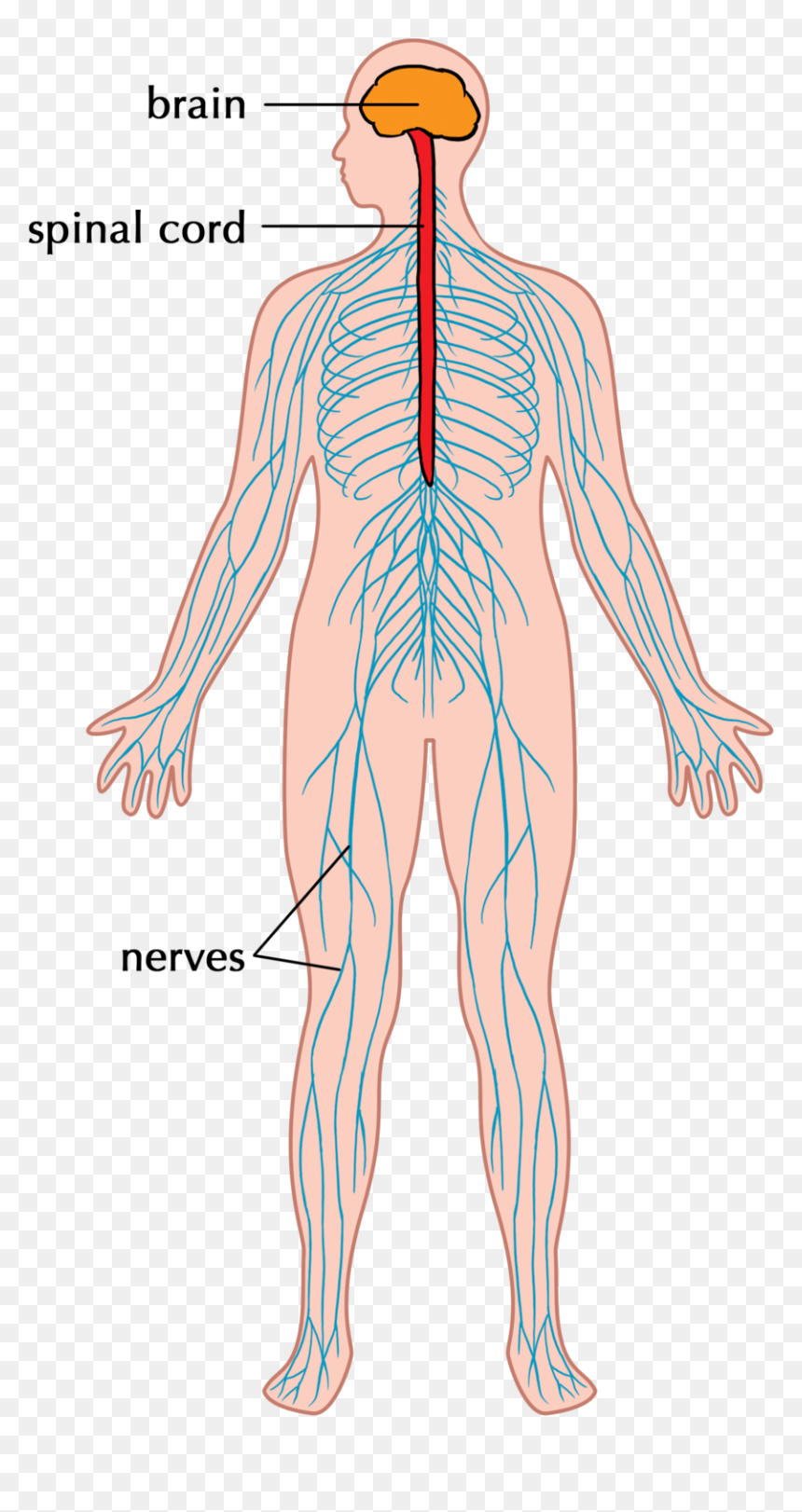 Nervous System, HD Png Download - nervous system png