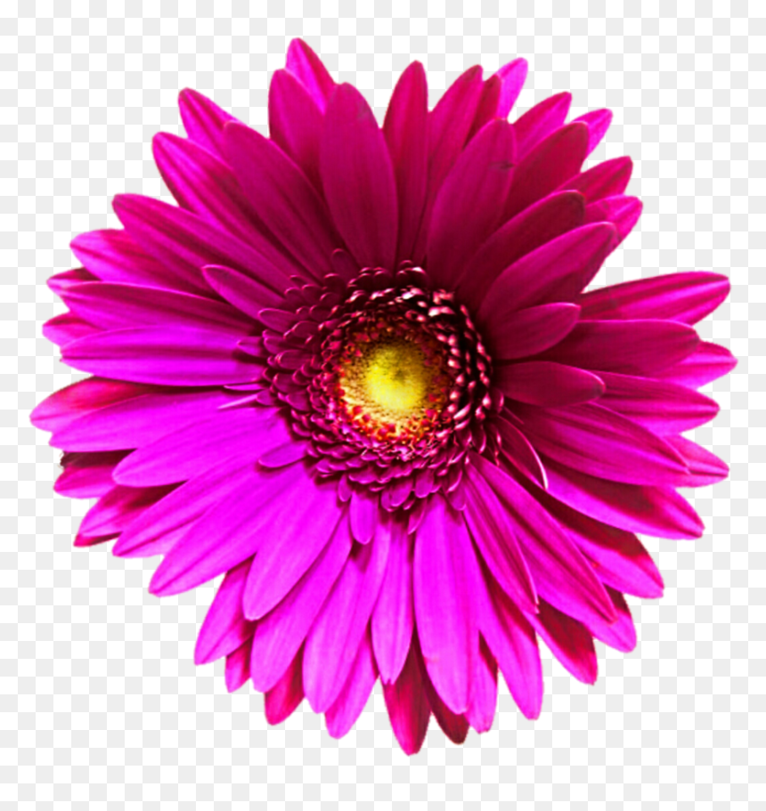 Thumb Image - Transvaal Daisy, HD Png Download - pink daisy png