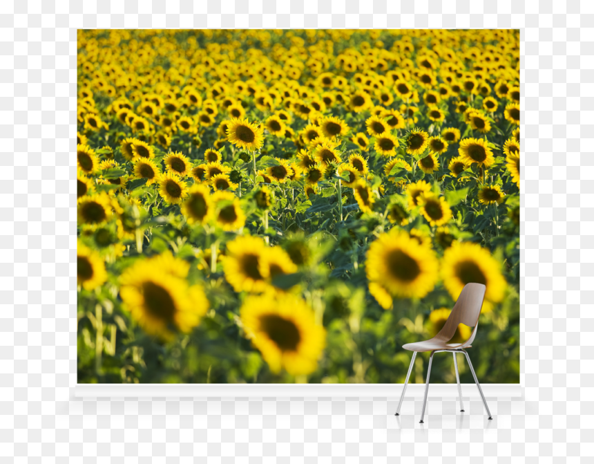 Sunflower Field Wallpaper Png - Sunflower, Transparent Png - mural png