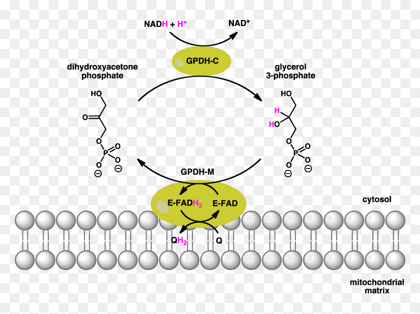 Gpdh Shuttle - Glycerol 3 Phosphate Dehydrogenase Reaction, HD Png Download - shuttle png