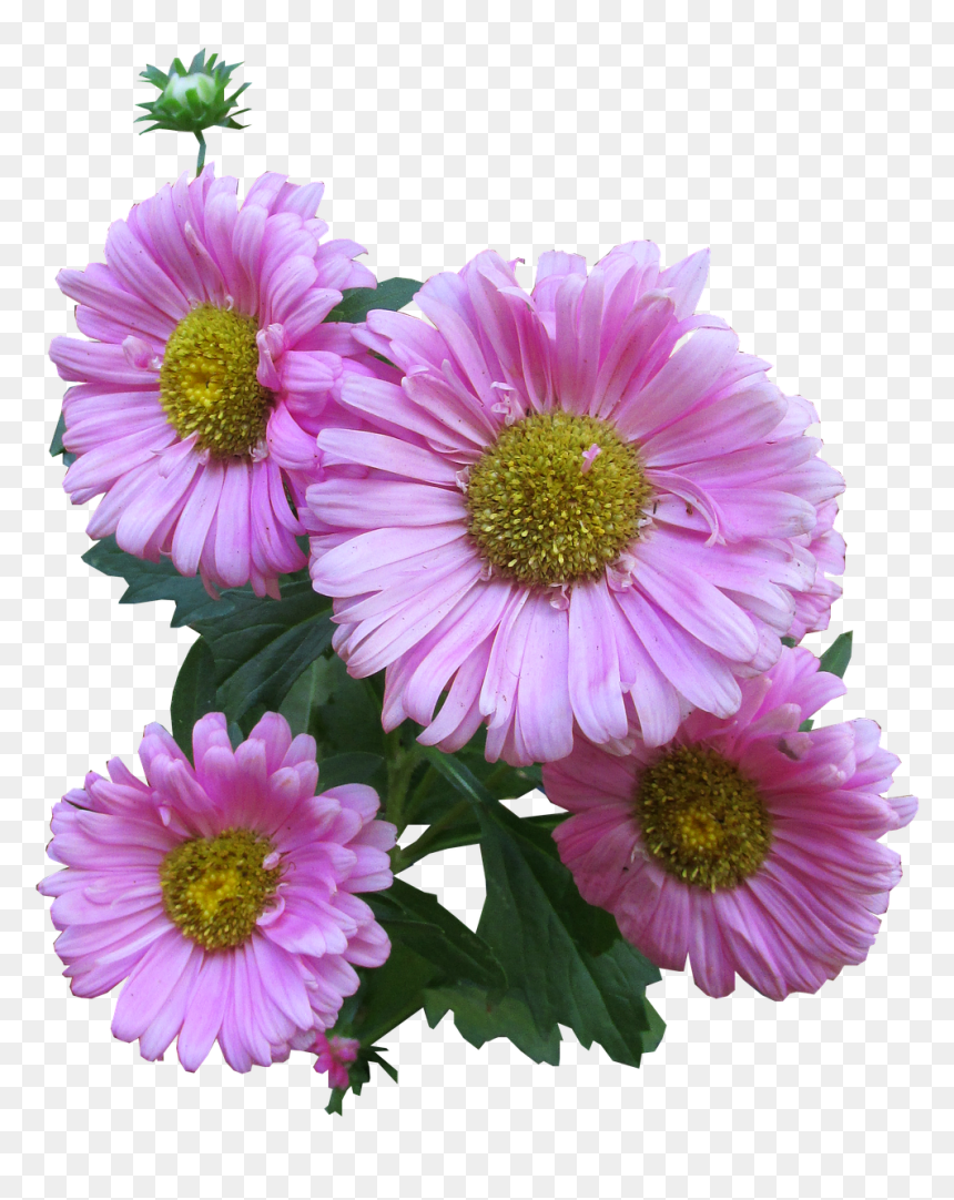 Clip Art, HD Png Download - pink daisy png