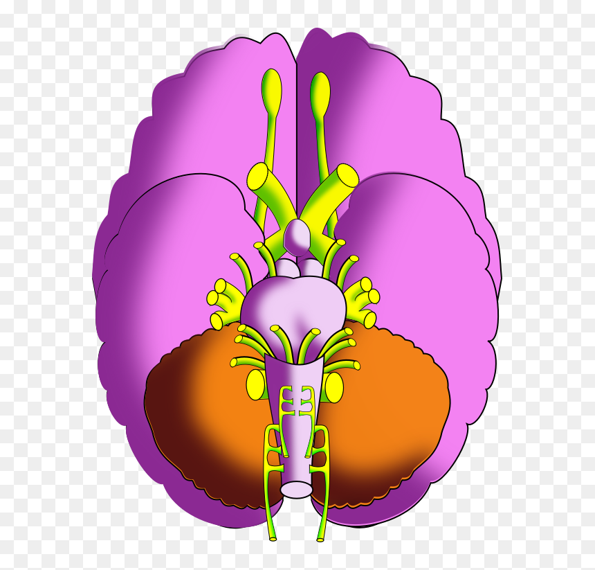 Ch13 Brain Inferior - Illustration, HD Png Download - brain cartoon png
