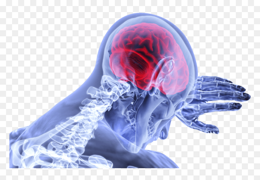 Brain Area Tinnitus, HD Png Download - nervous system png