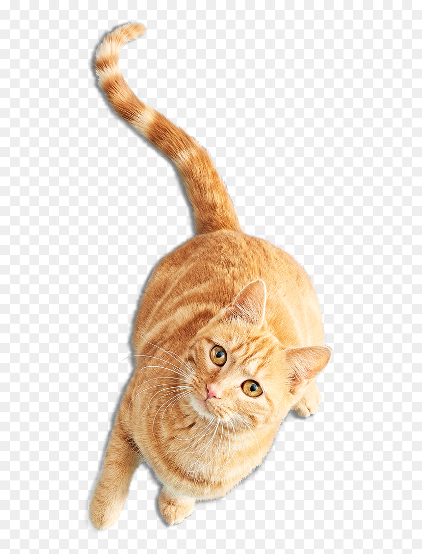 Gata Inicio 600 - Gatos Png, Transparent Png - gatos png