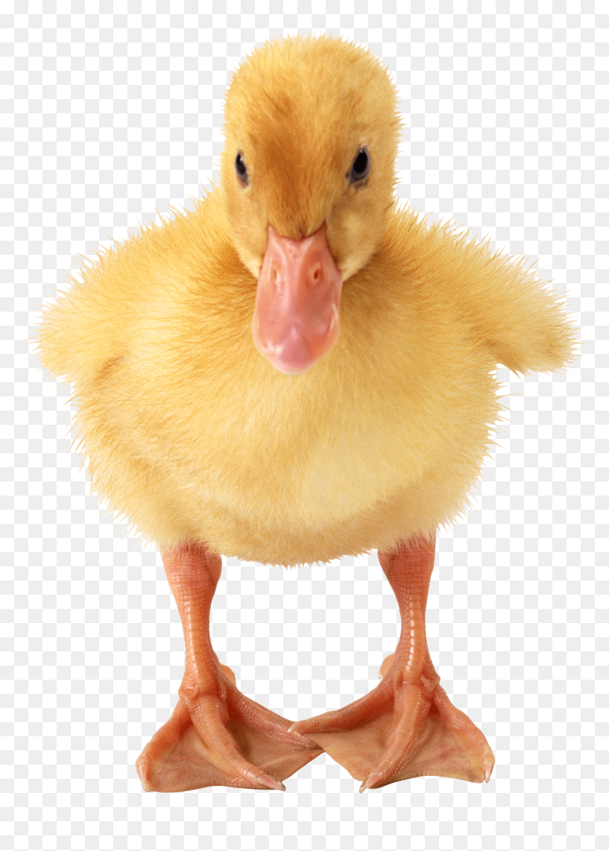 Duckling - Duckling Png, Transparent Png - duckling png