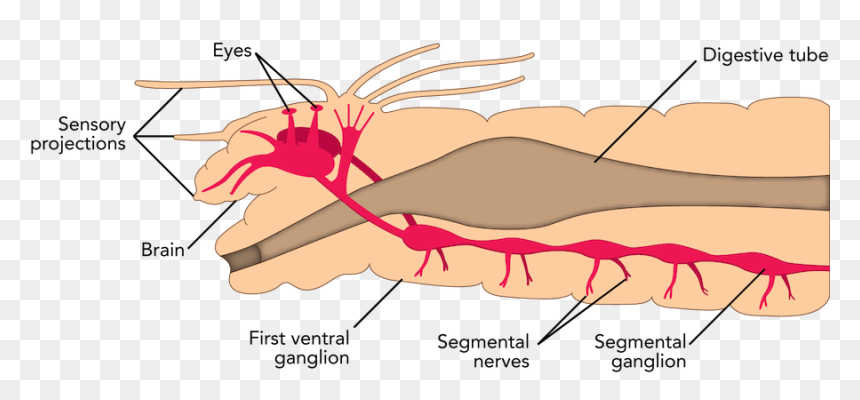 Polychaete Nervous System Diagram, HD Png Download - nervous system png