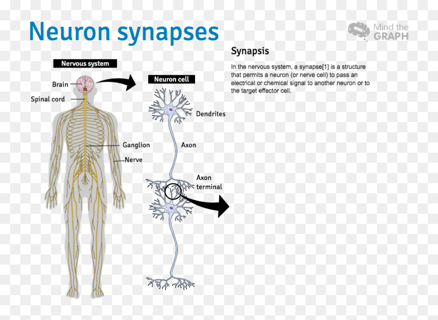 Slide - Skeleton, HD Png Download - nervous system png
