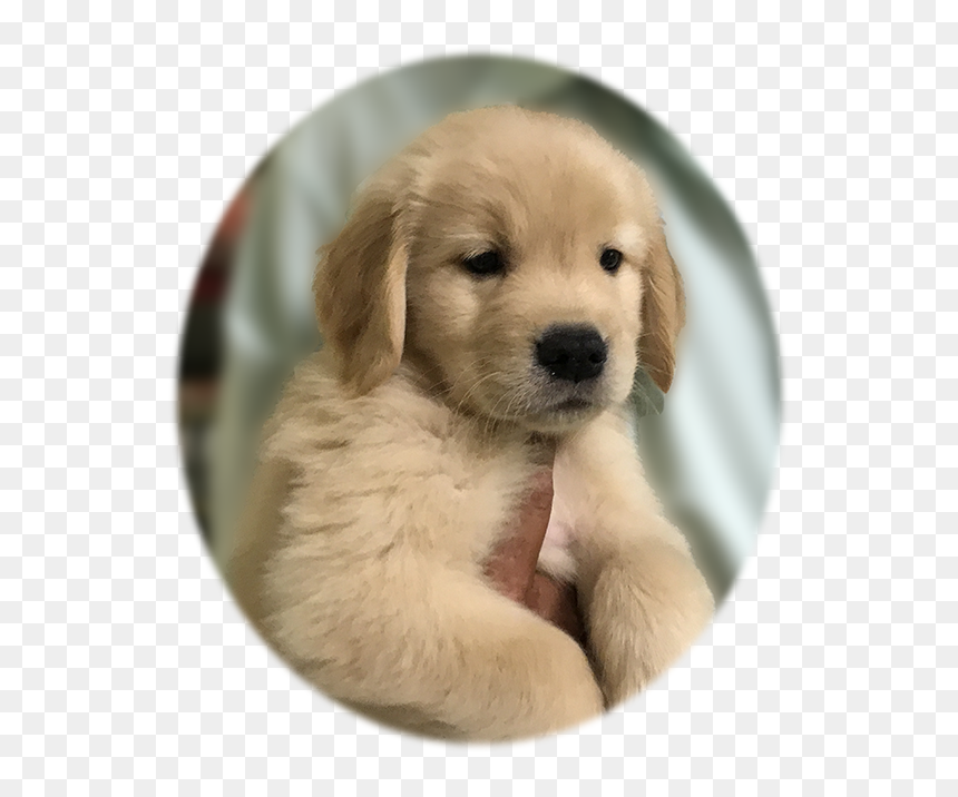 Caribbean Golden Retriever Puppy - Companion Dog, HD Png Download - golden retriever puppy png